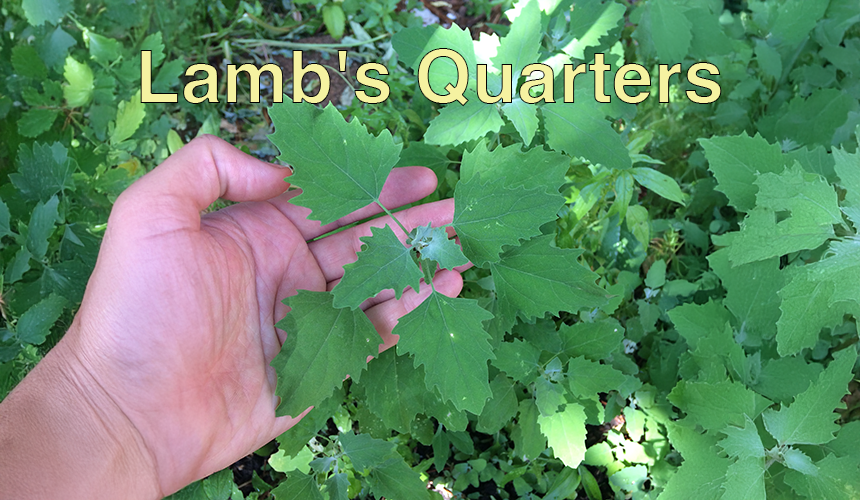 Lamb’s Quarters: The Hidden Superfood Growing in Your Yard