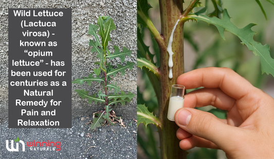 Wild Lettuce Sap: Natural Calming Remedy