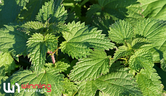 Stinging Nettle: Benefits and Uses
